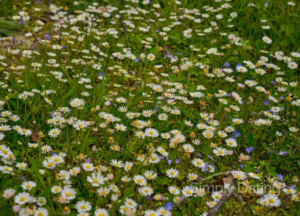 international dating