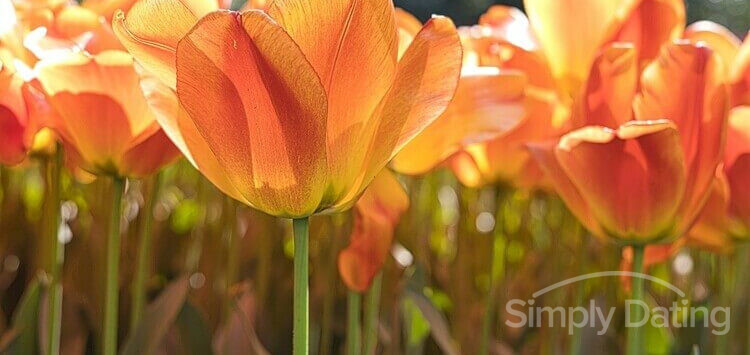 international dating site