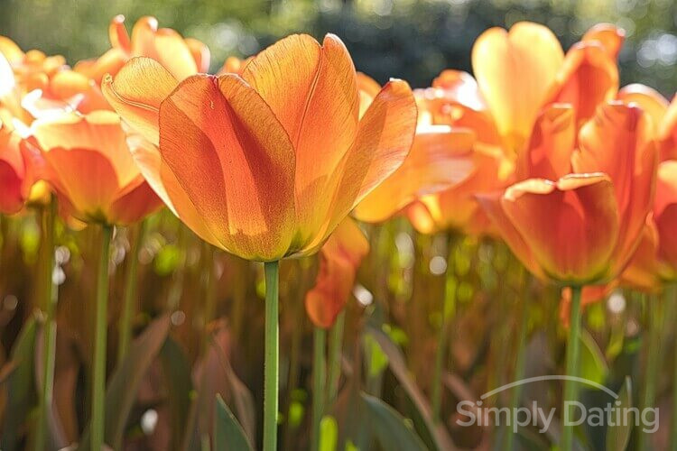 international dating site