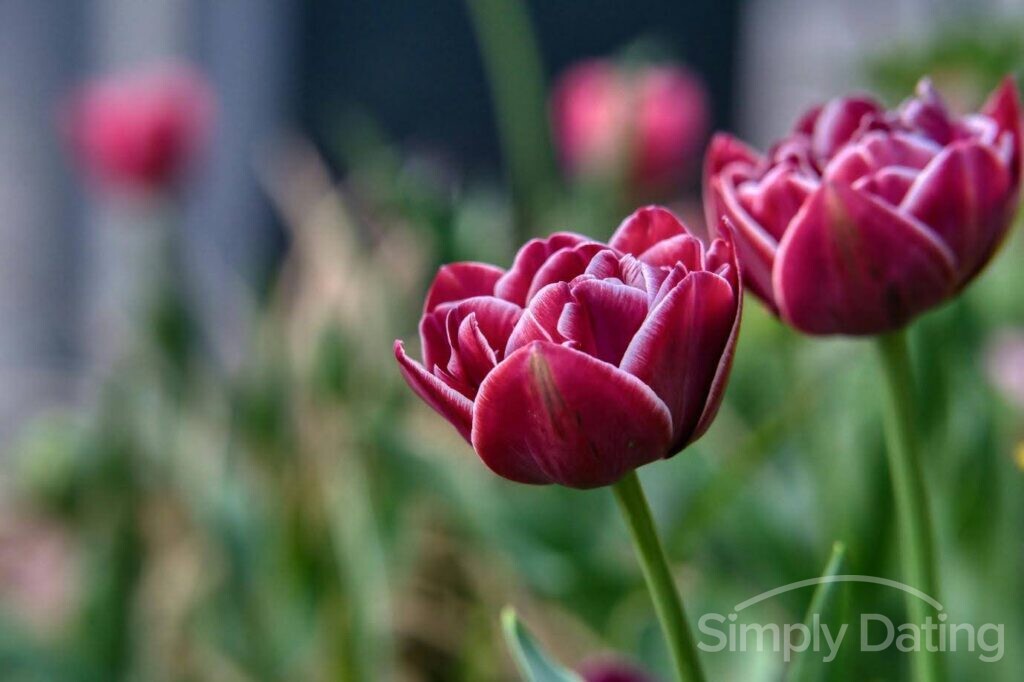 international travel