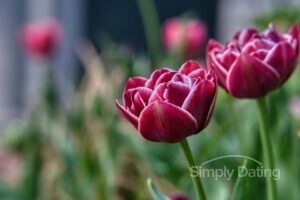 international travel